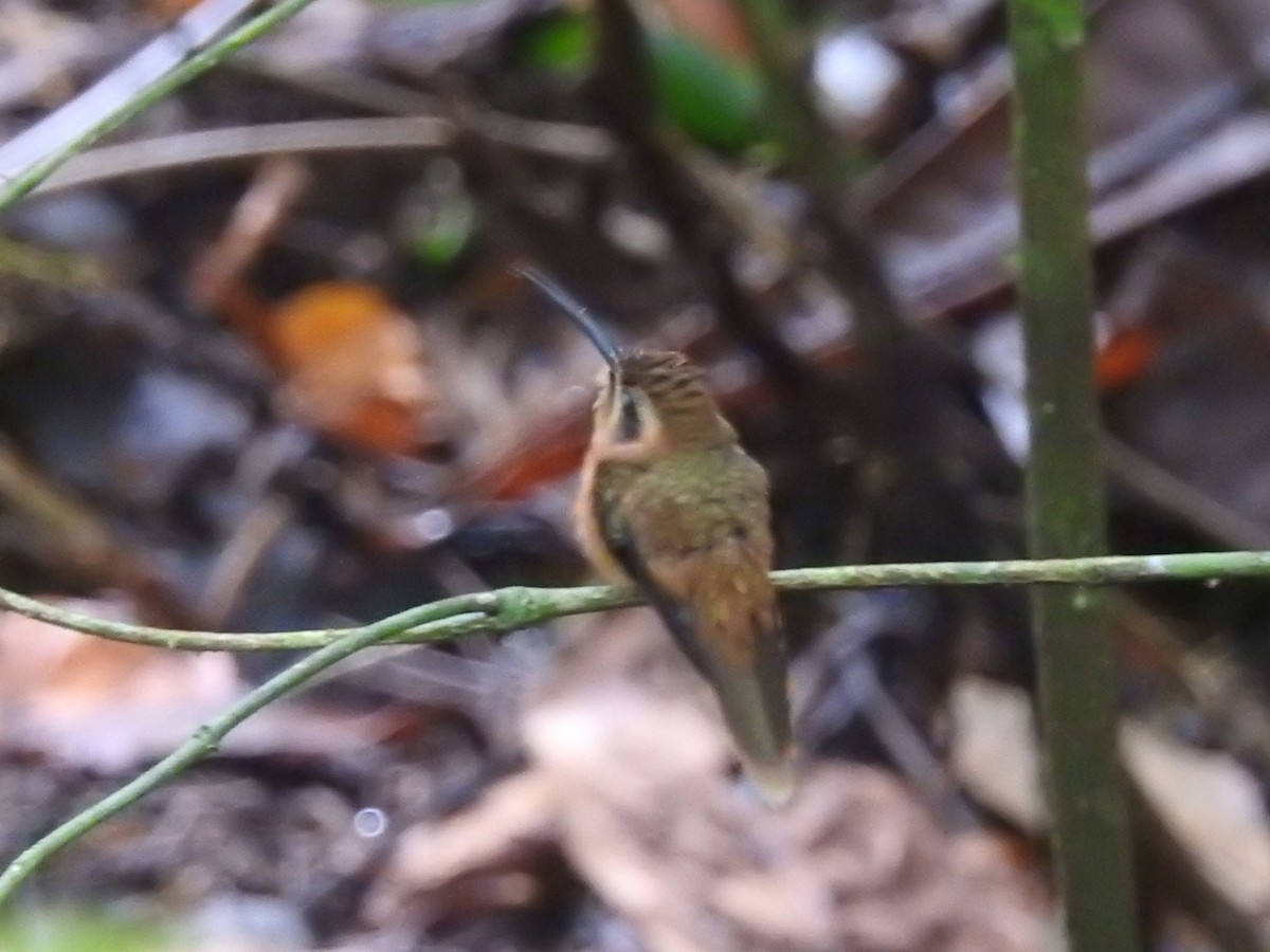 kolibřík proužkohrdlý - ML621014434