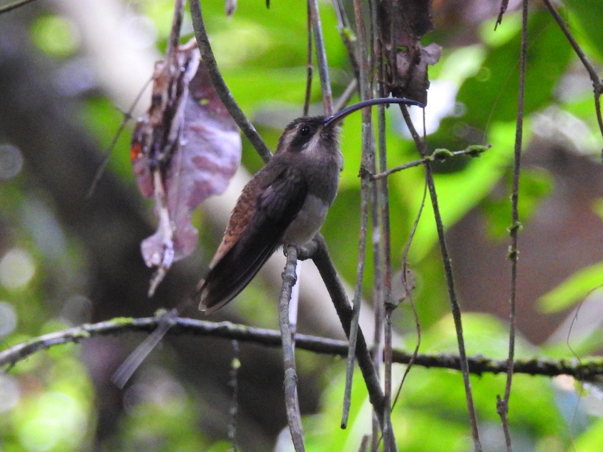 kolibřík tmavolící - ML621014446