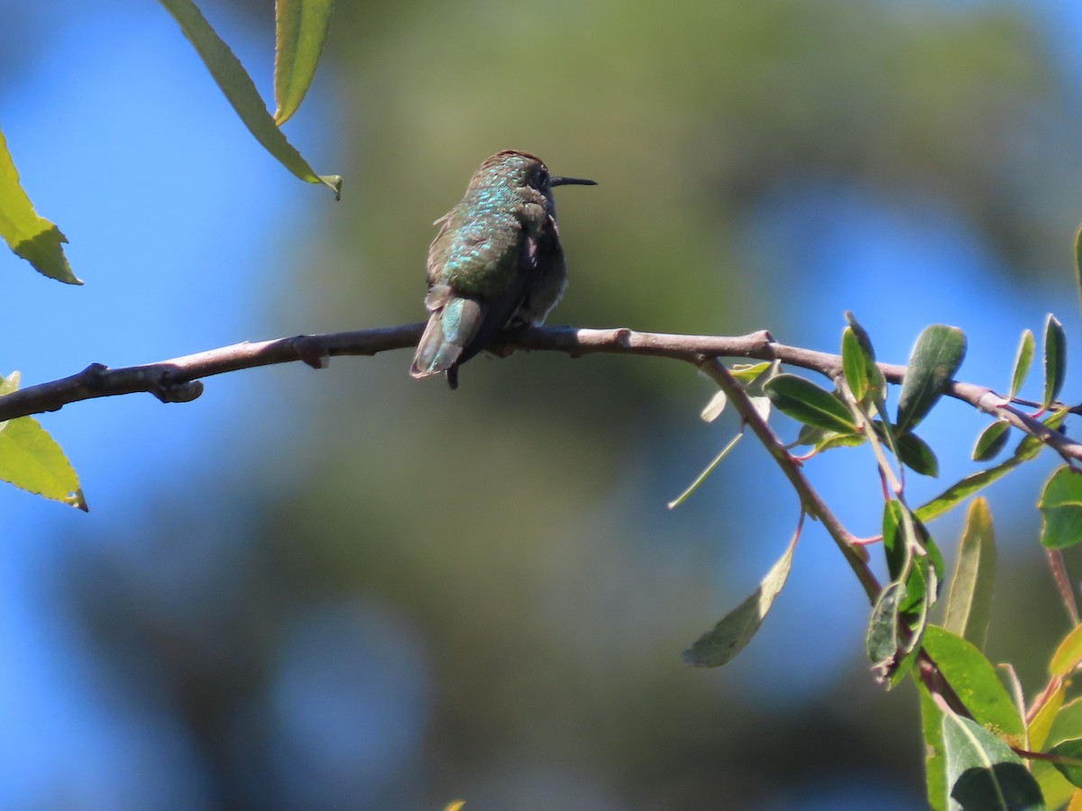 Anna's Hummingbird - ML621014458