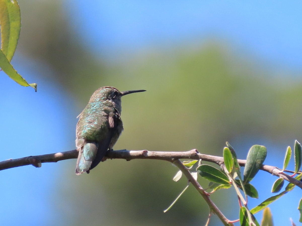 Anna's Hummingbird - ML621014459