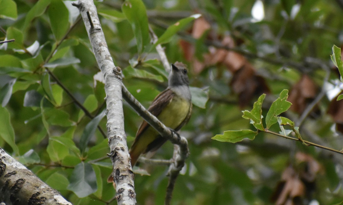 Great Crested Flycatcher - ML621014468