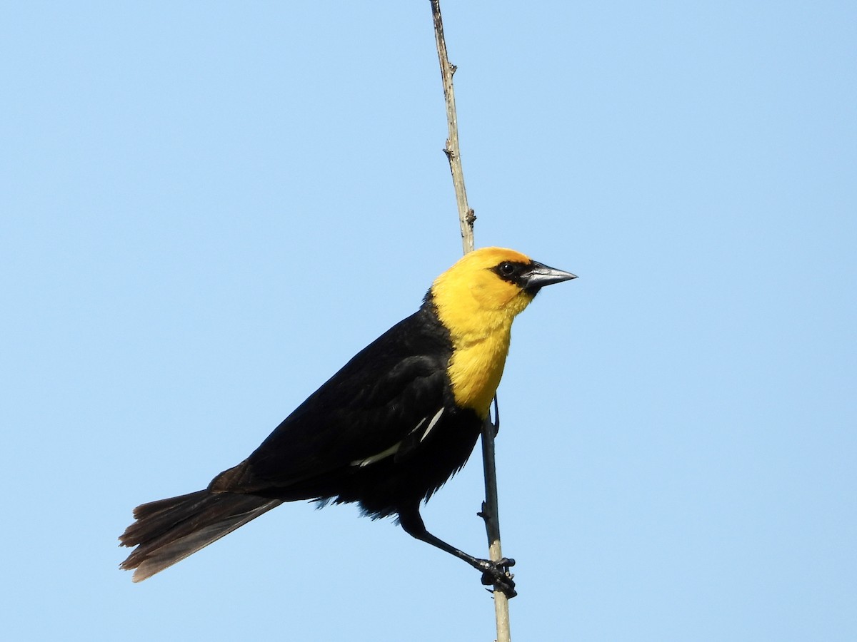 Yellow-headed Blackbird - ML621014479