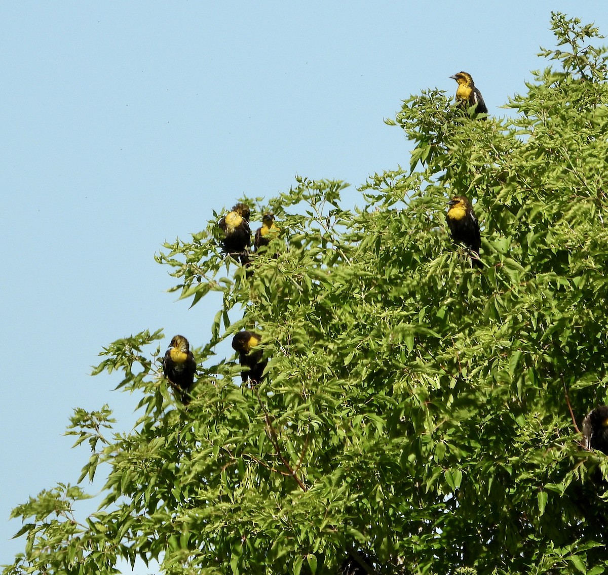 Yellow-headed Blackbird - ML621014480