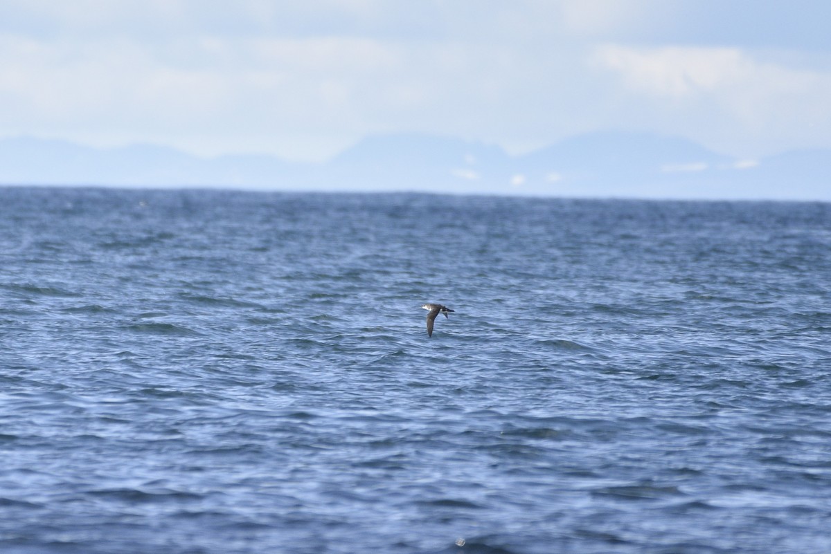 Manx Shearwater - ML621014482