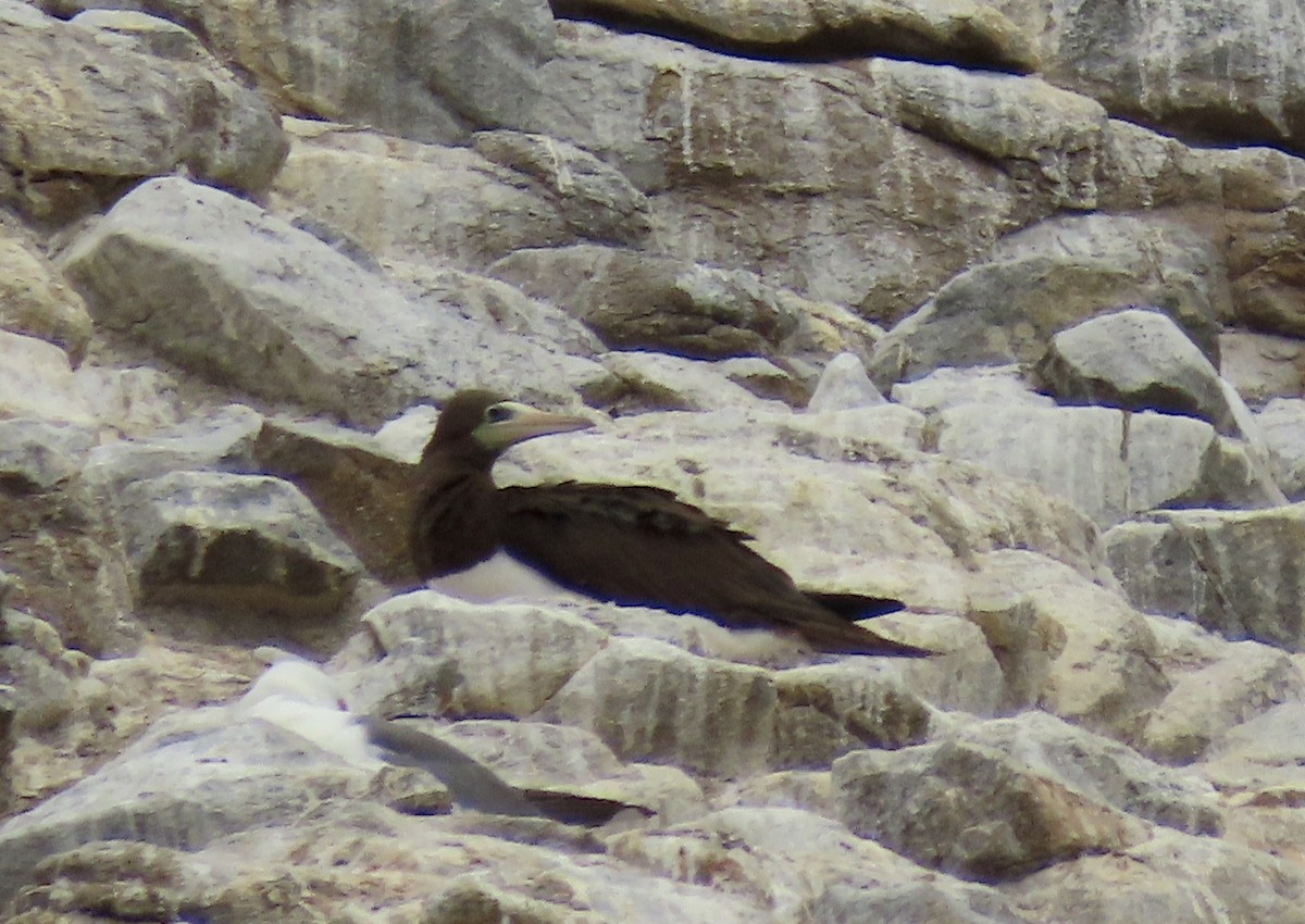 Brown Booby - ML621014499