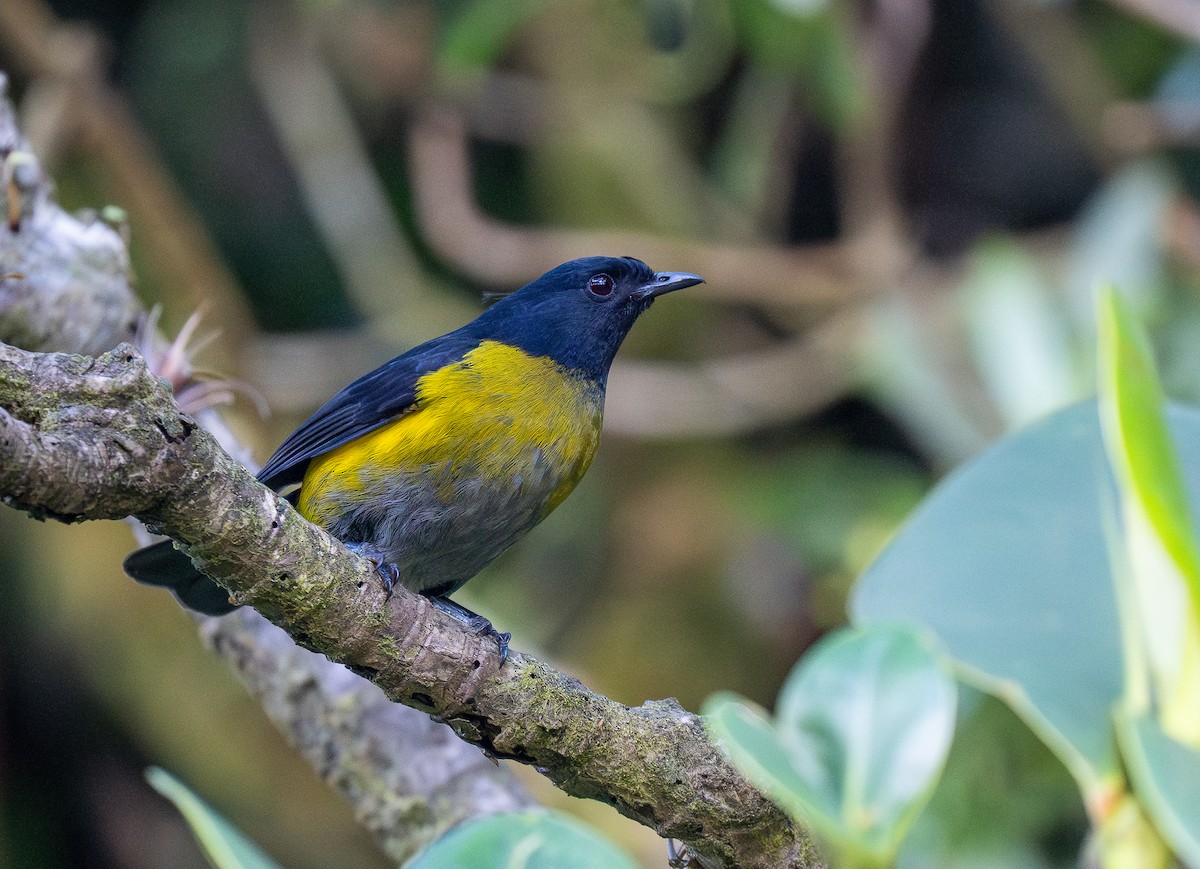 Black-and-yellow Silky-flycatcher - ML621014542