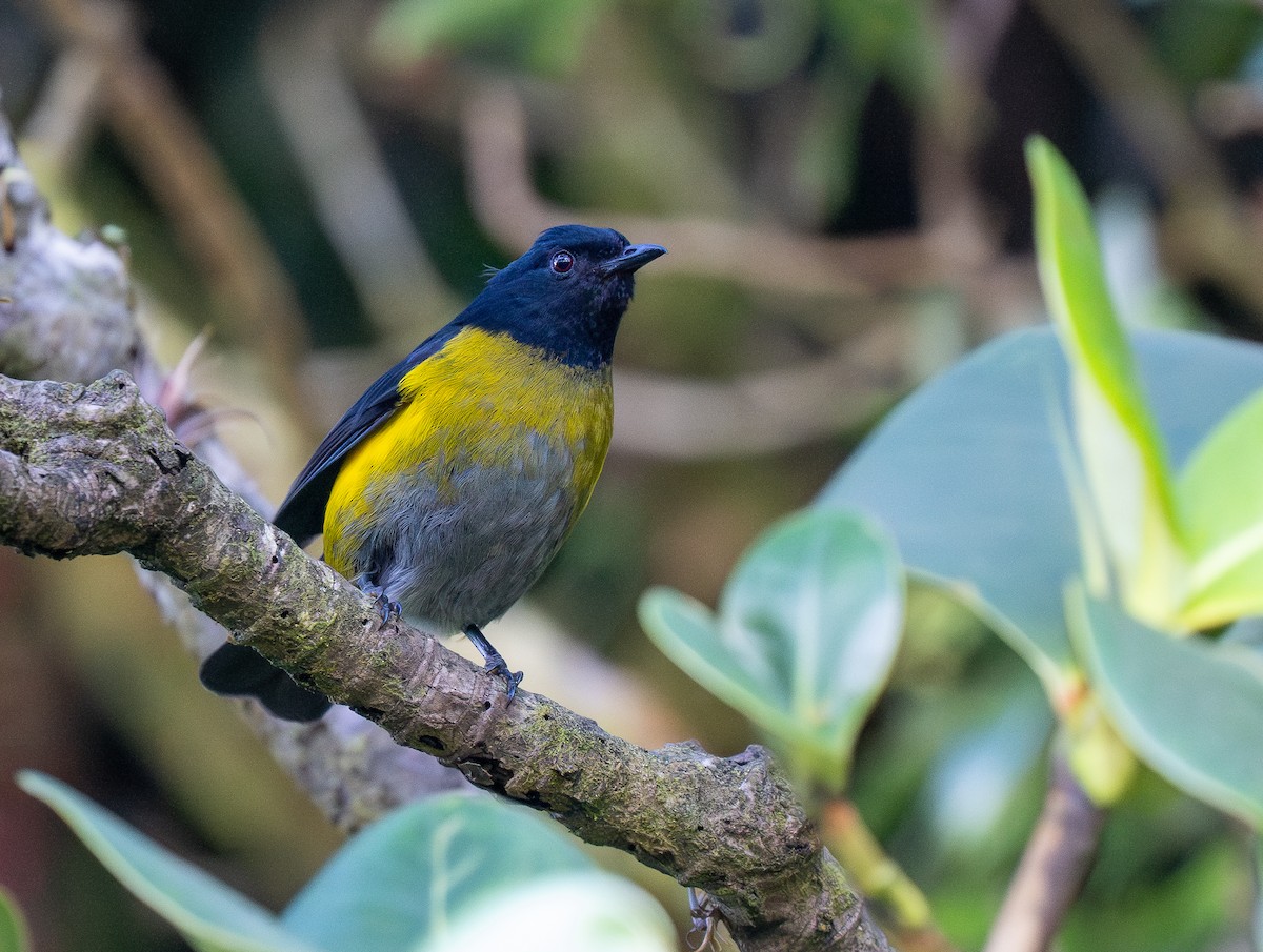 Black-and-yellow Silky-flycatcher - ML621014543