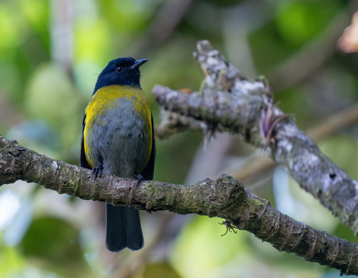 Black-and-yellow Silky-flycatcher - ML621014544