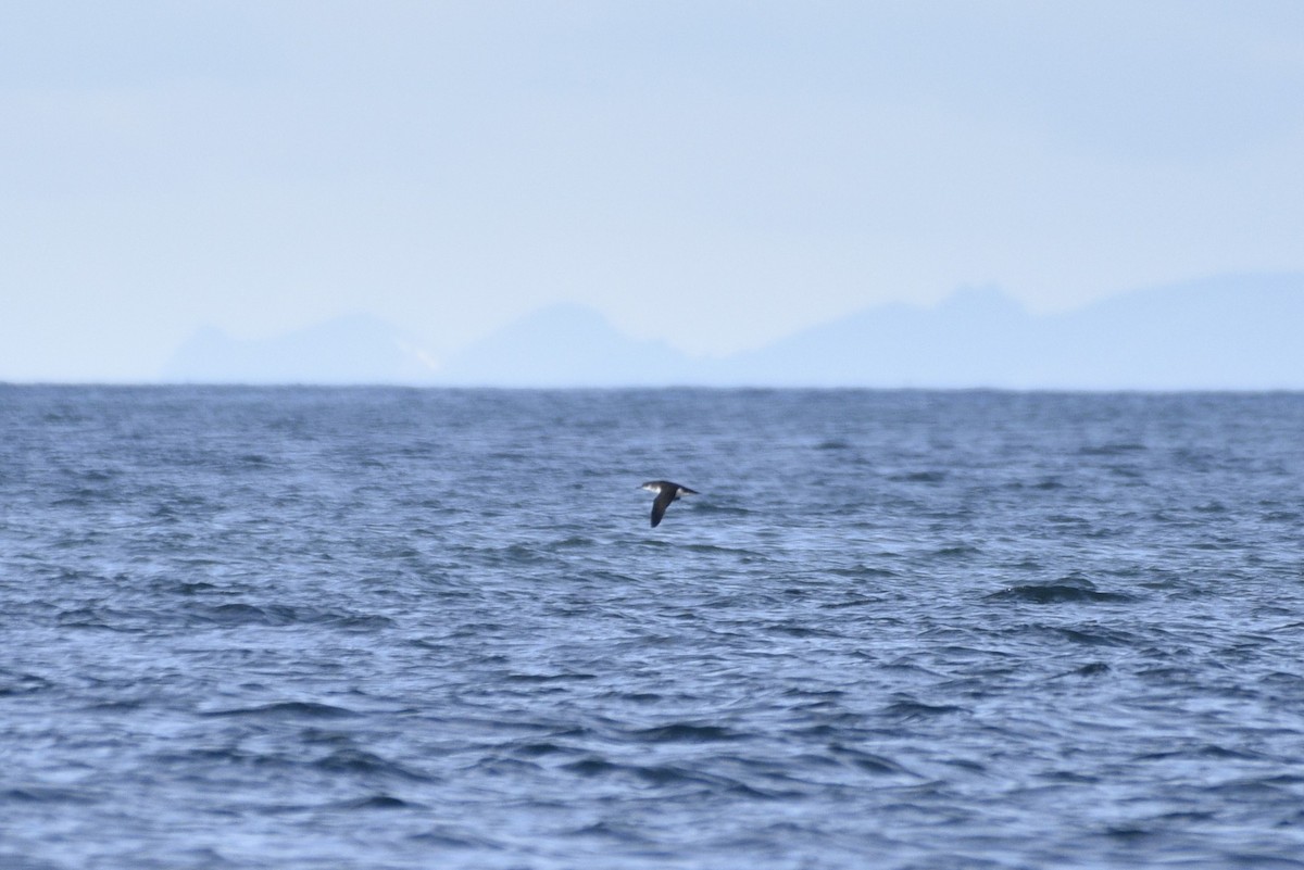 Manx Shearwater - ML621014549