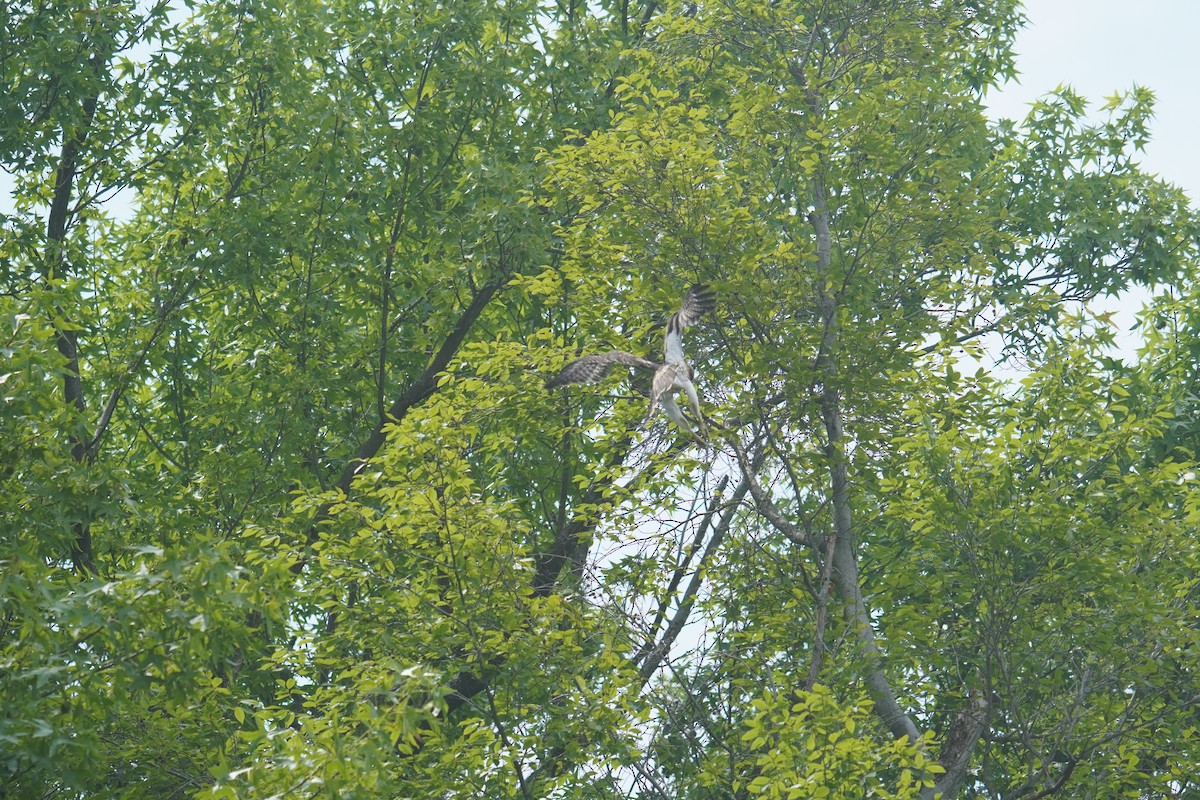 Red-tailed Hawk (borealis) - ML621014571