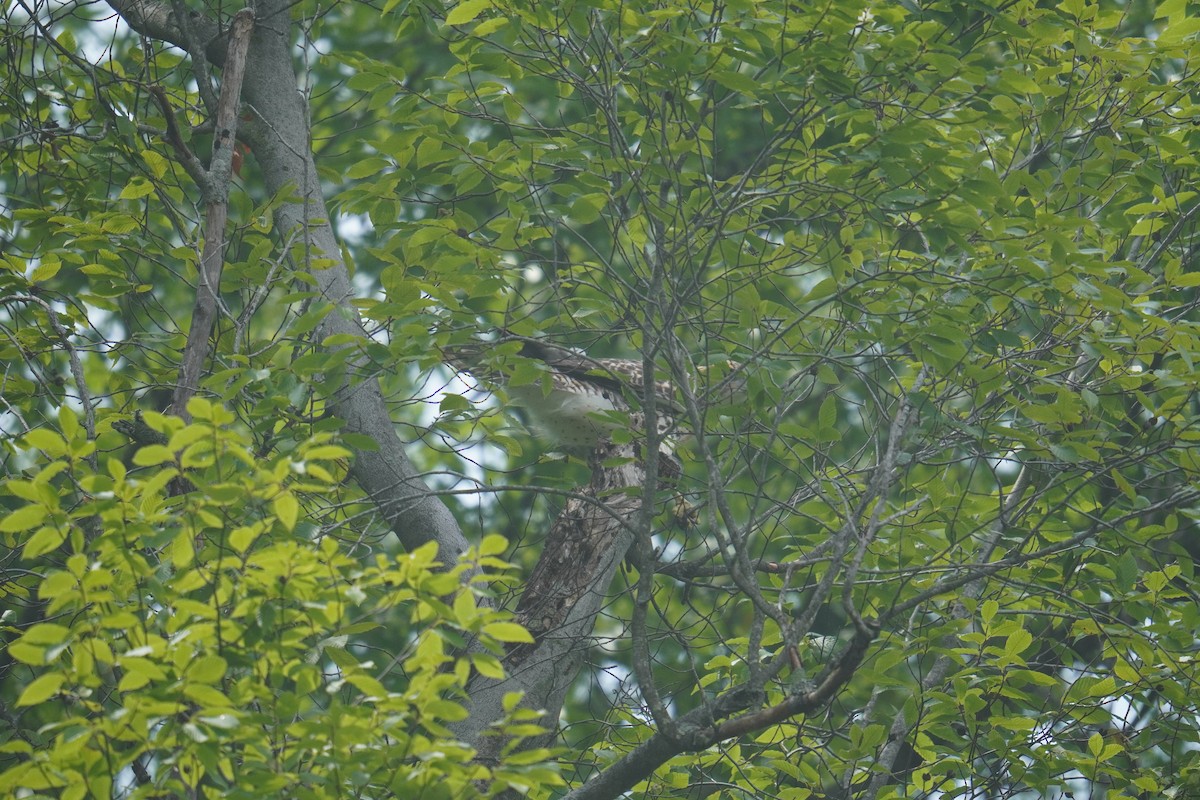 káně rudochvostá (ssp. borealis) - ML621014574