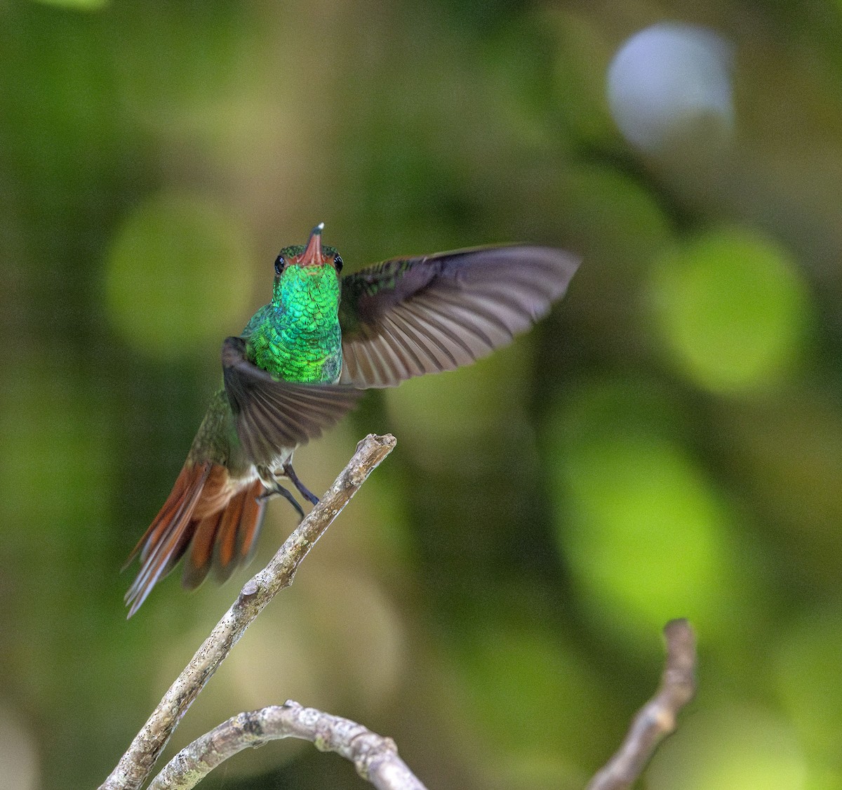 Rufous-tailed Hummingbird - ML621014576
