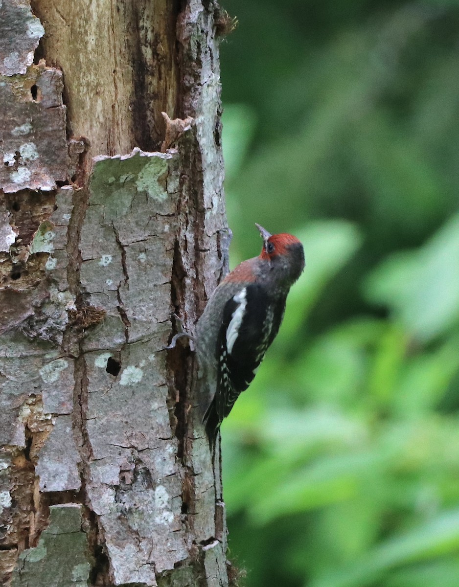 Red-breasted Sapsucker - ML621014590