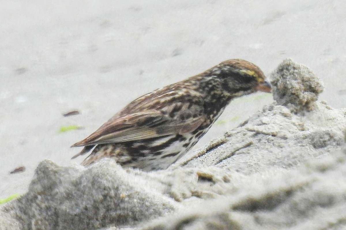 Savannah Sparrow - ML621014591