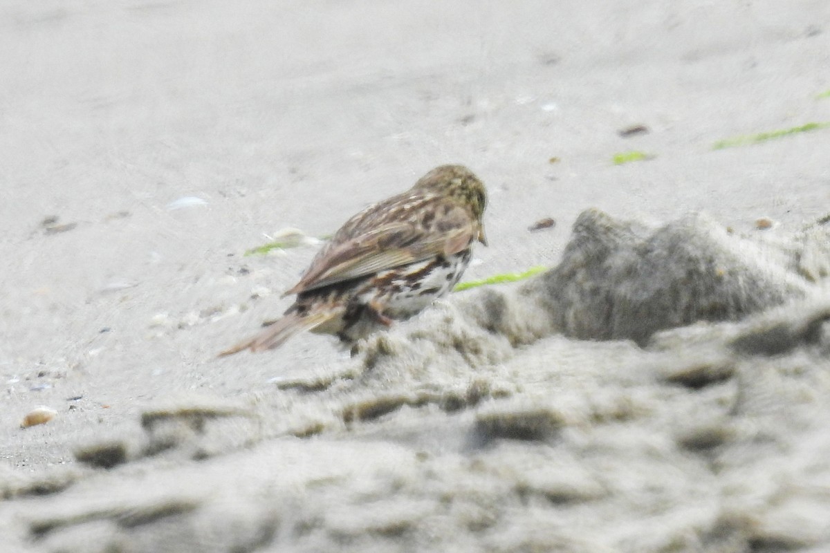 Savannah Sparrow - ML621014593
