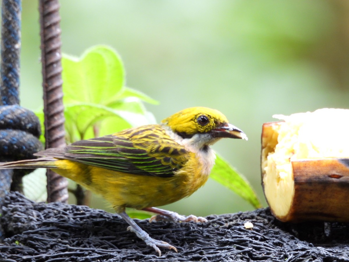 Silver-throated Tanager - ML621014618