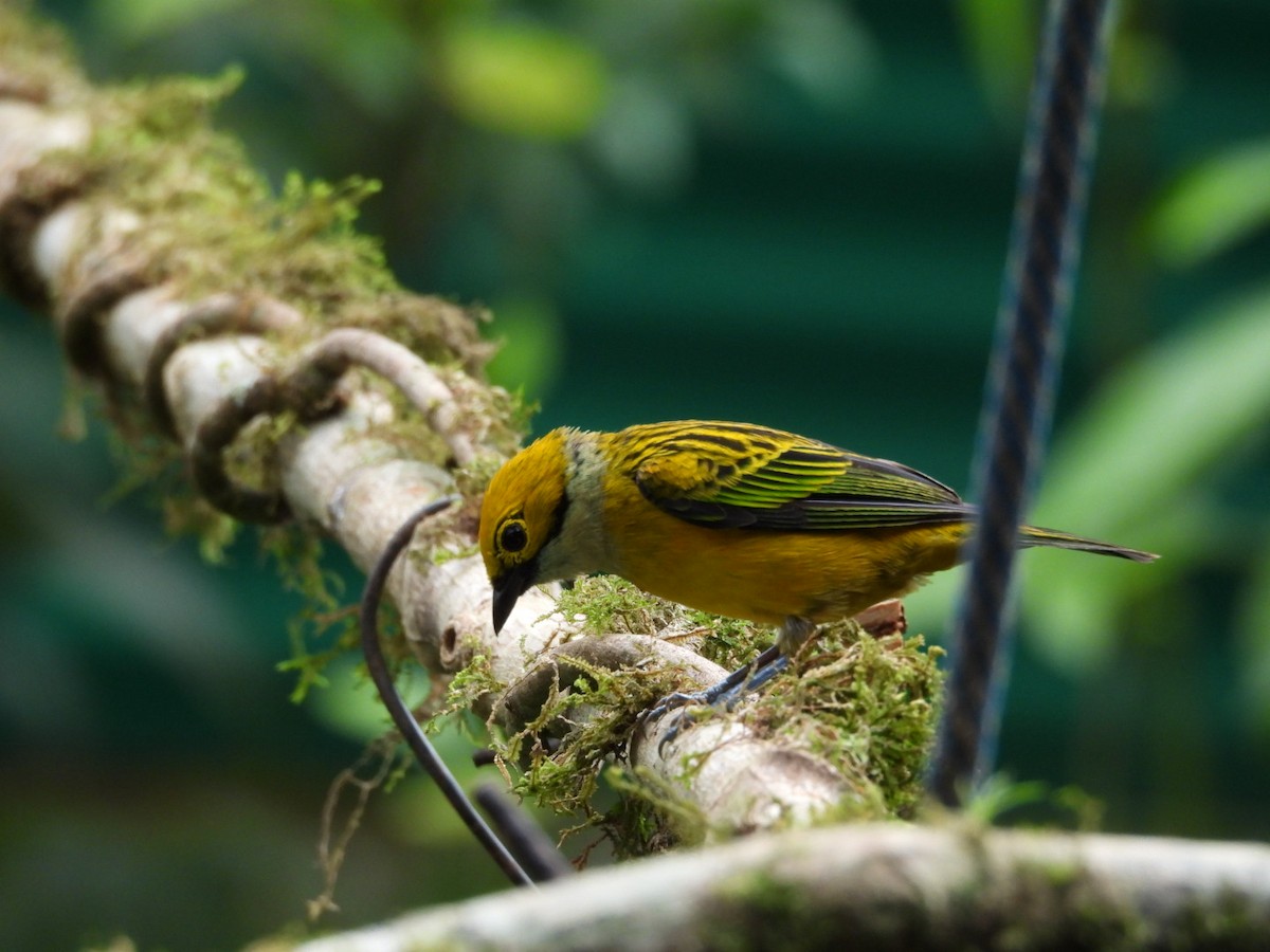 Silver-throated Tanager - ML621014620
