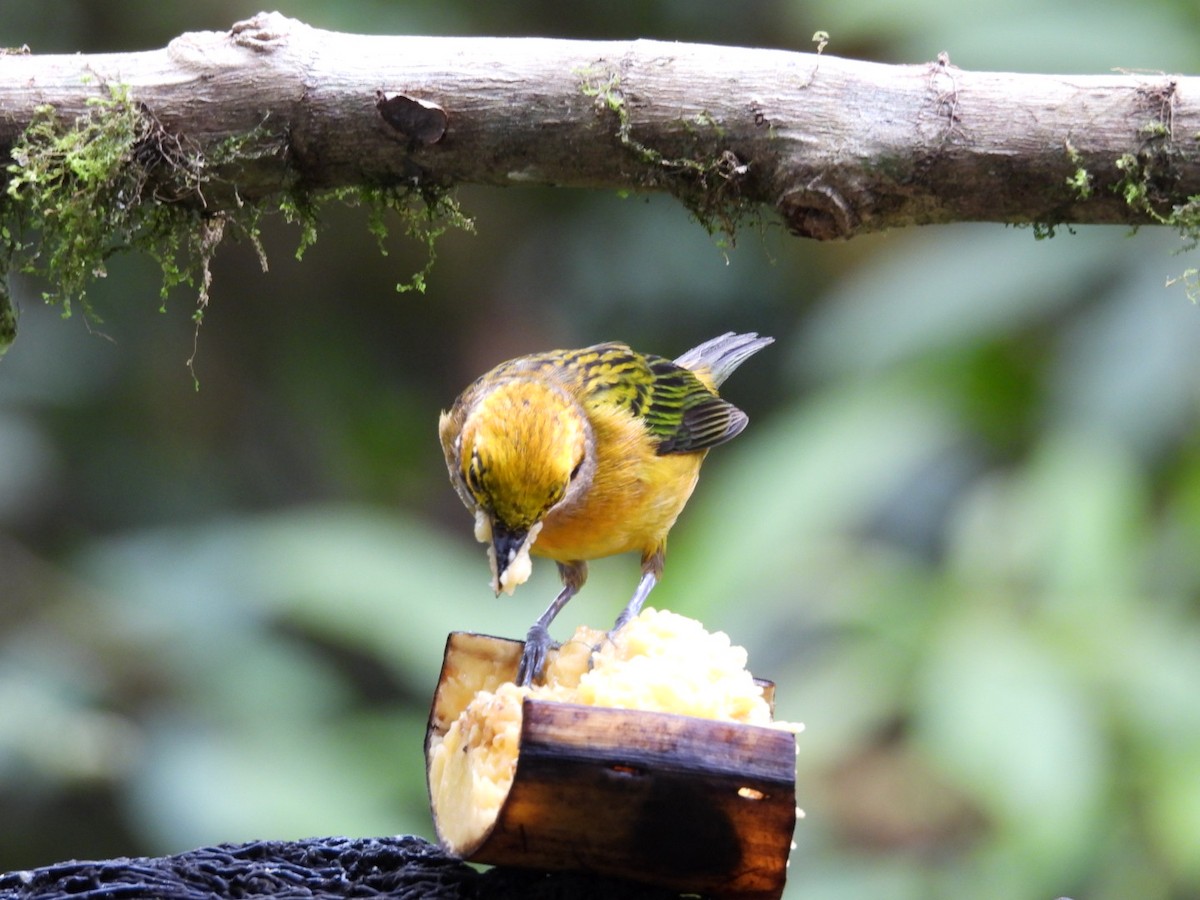 Silver-throated Tanager - ML621014621