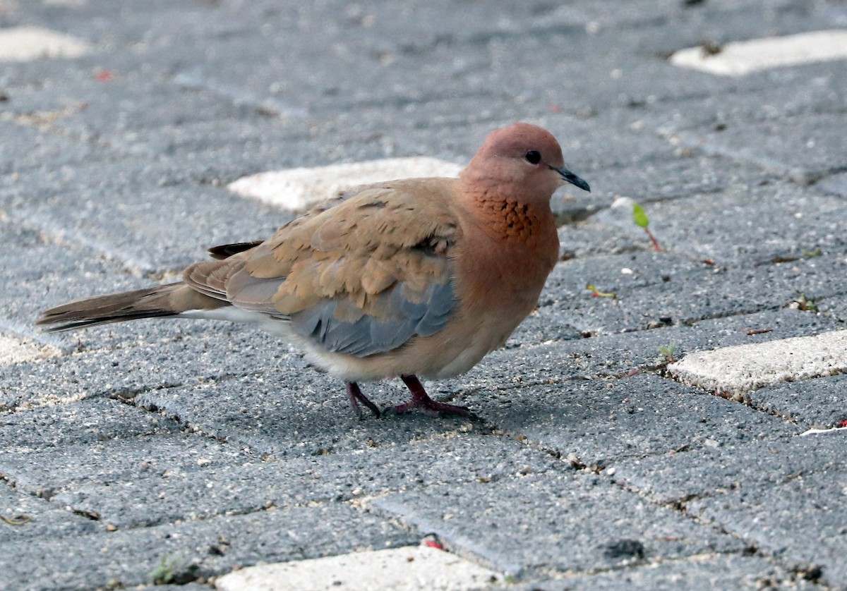 Laughing Dove - ML621014631