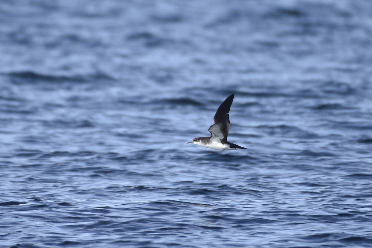 Manx Shearwater - ML621014674