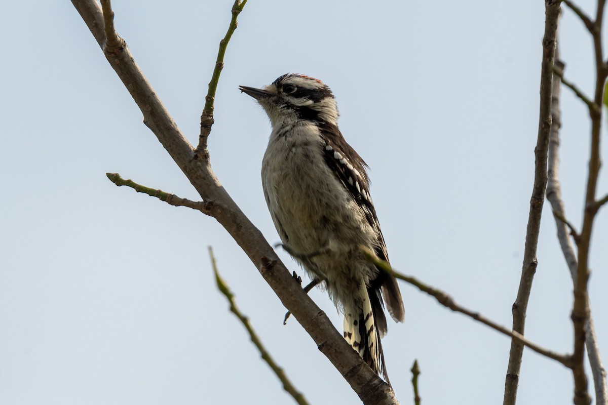 Downy Woodpecker - ML621014686