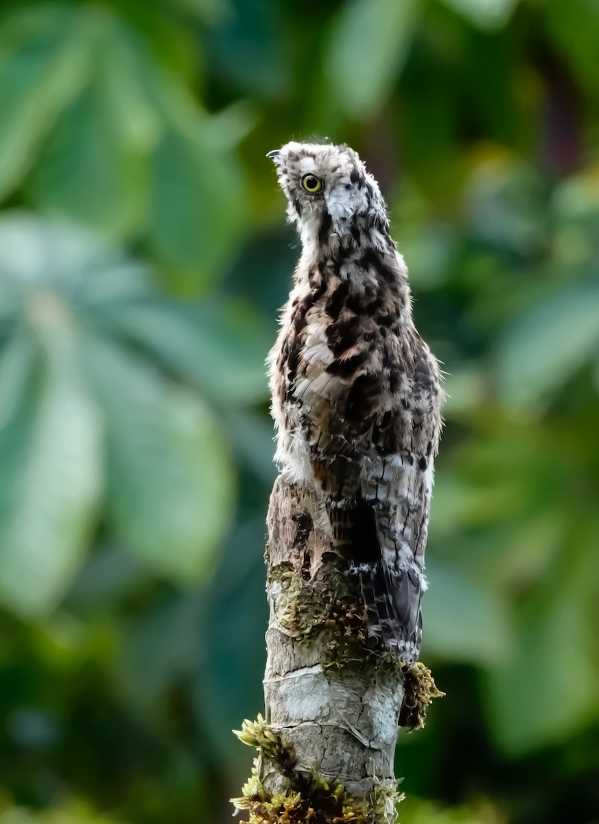Andean Potoo - ML621014692