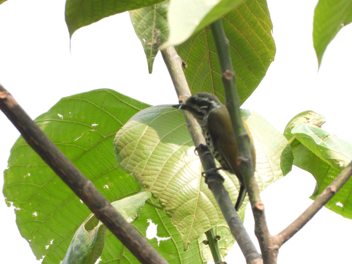 Speckled Piculet - ML621014693