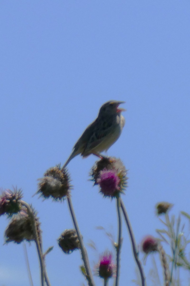 Grasshopper Sparrow - ML621014694
