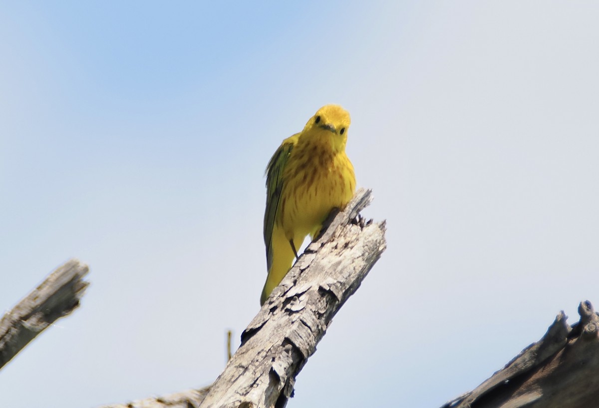 Yellow Warbler - ML621014696