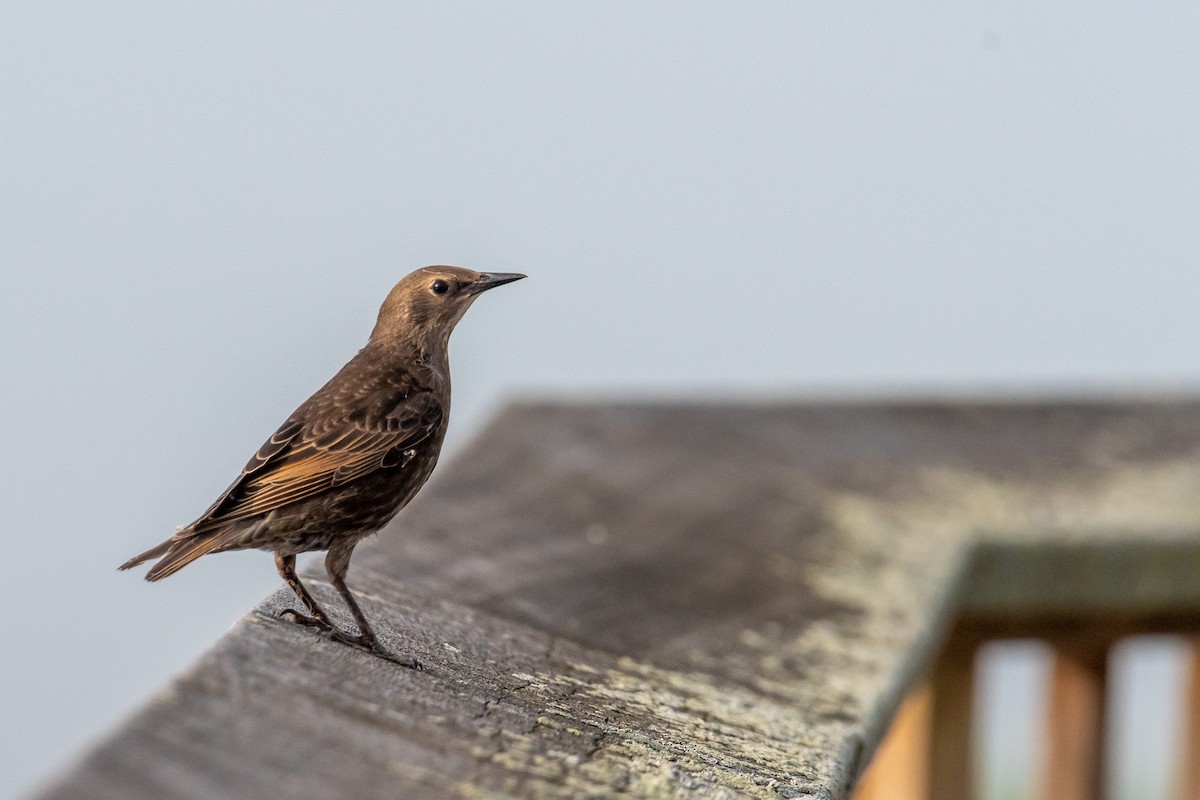 Arabazozo pikarta - ML621014700