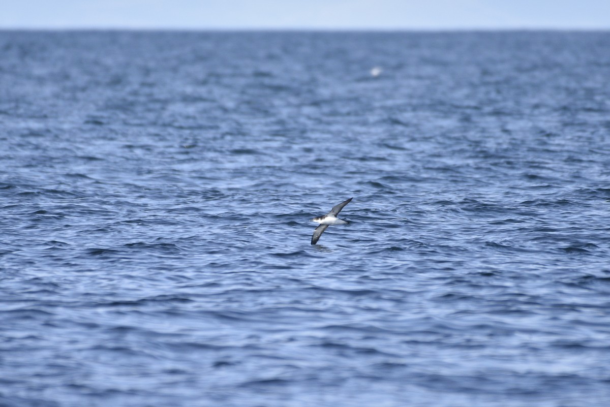 Manx Shearwater - ML621014731