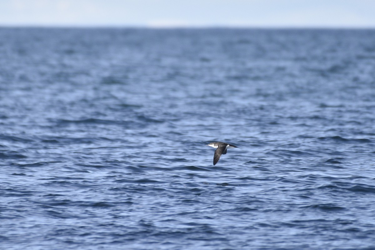 Manx Shearwater - ML621014787
