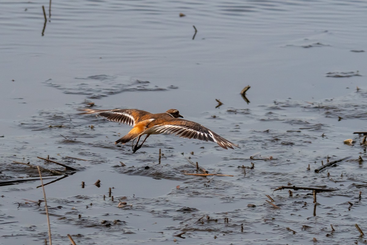 Killdeer - ML621014814