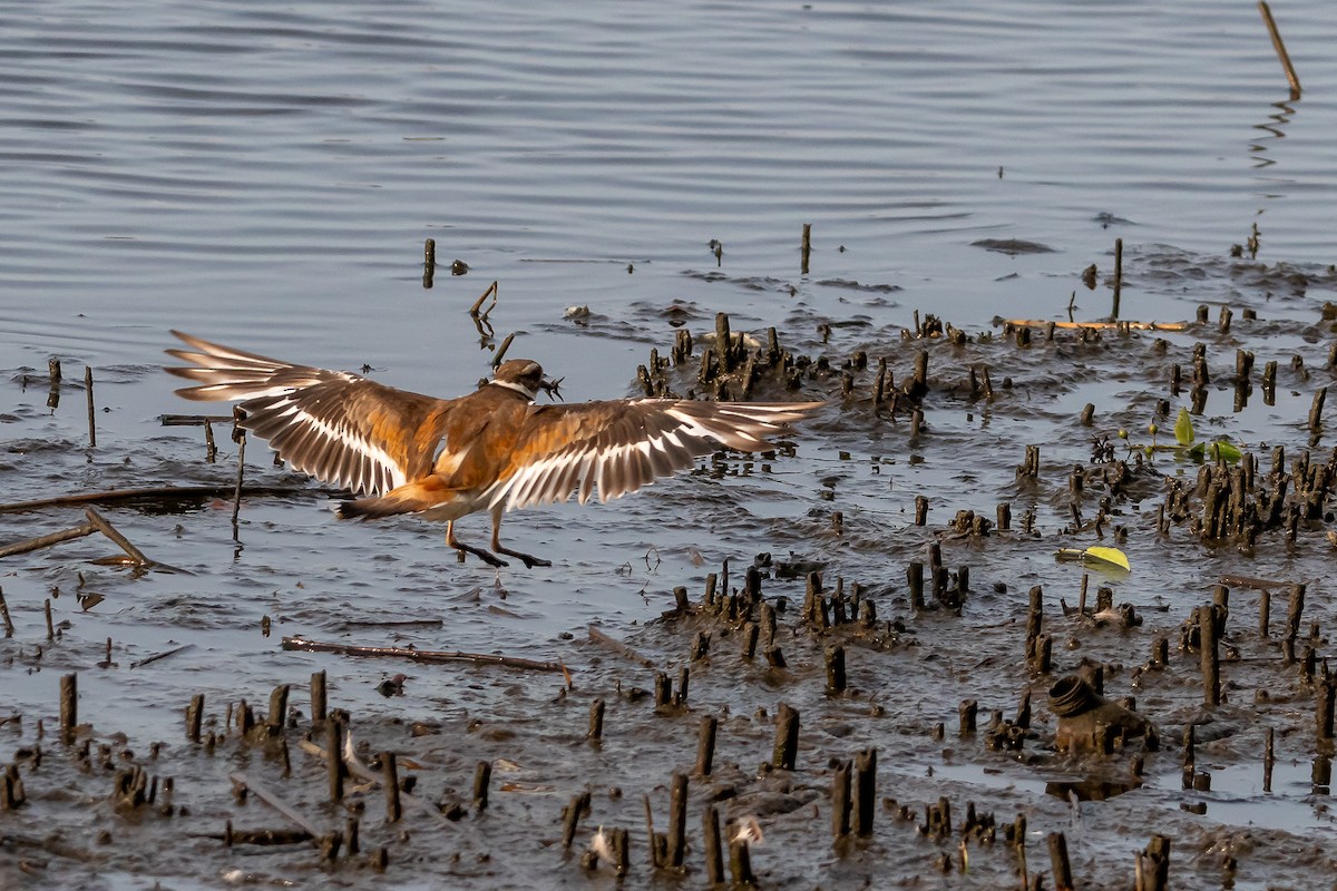 Killdeer - ML621014815