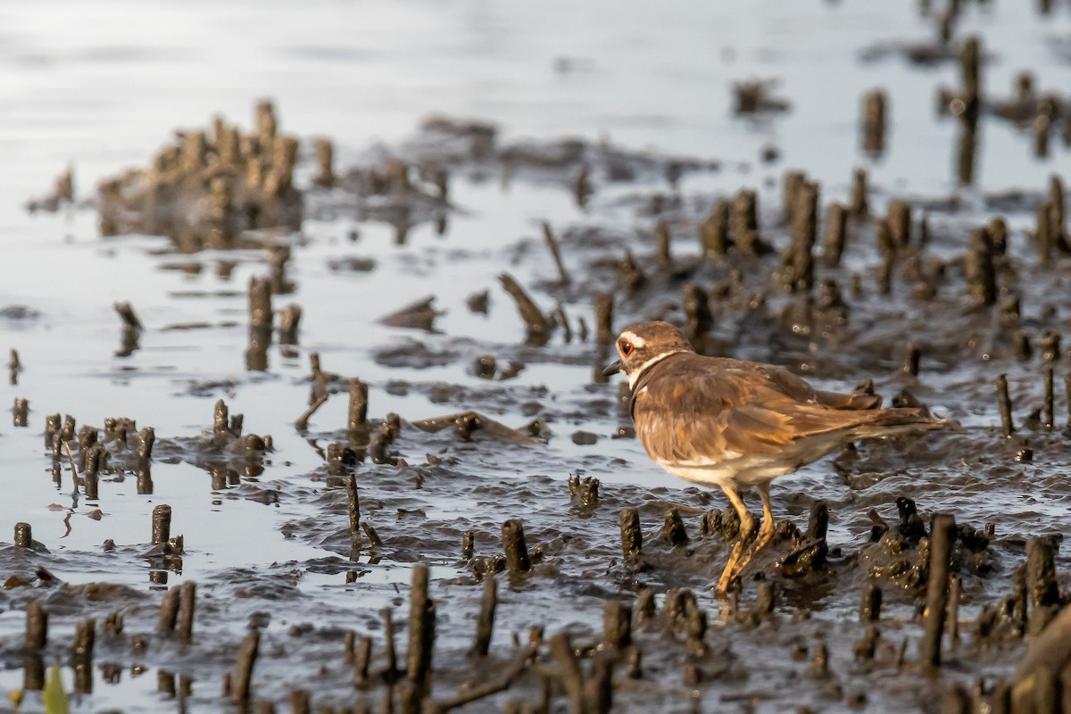 Killdeer - ML621014816
