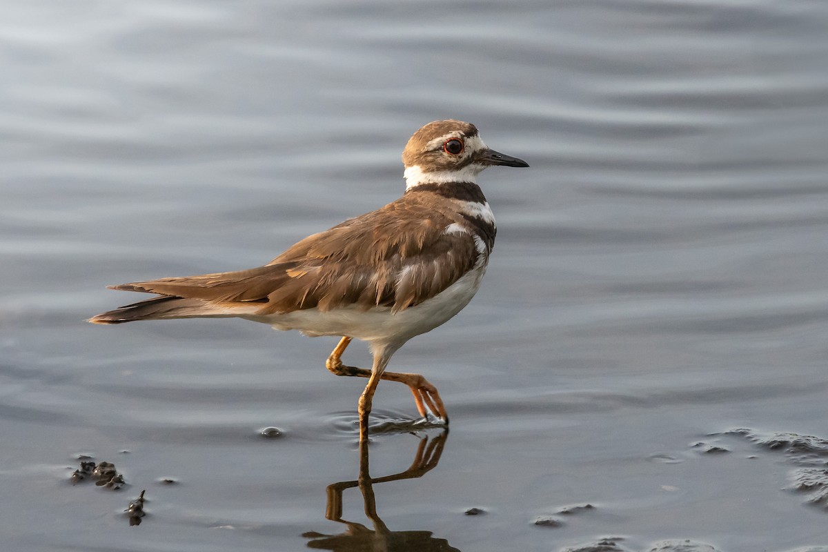 Killdeer - ML621014817