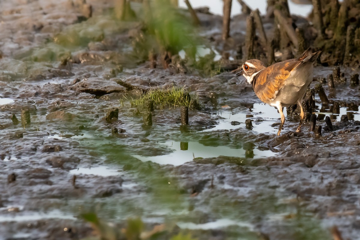 Killdeer - ML621014818