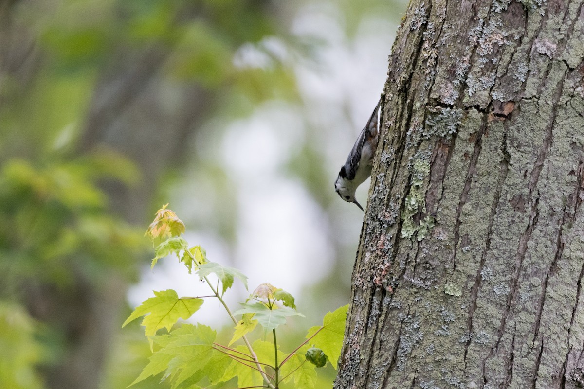 White-breasted Nuthatch - ML621014819