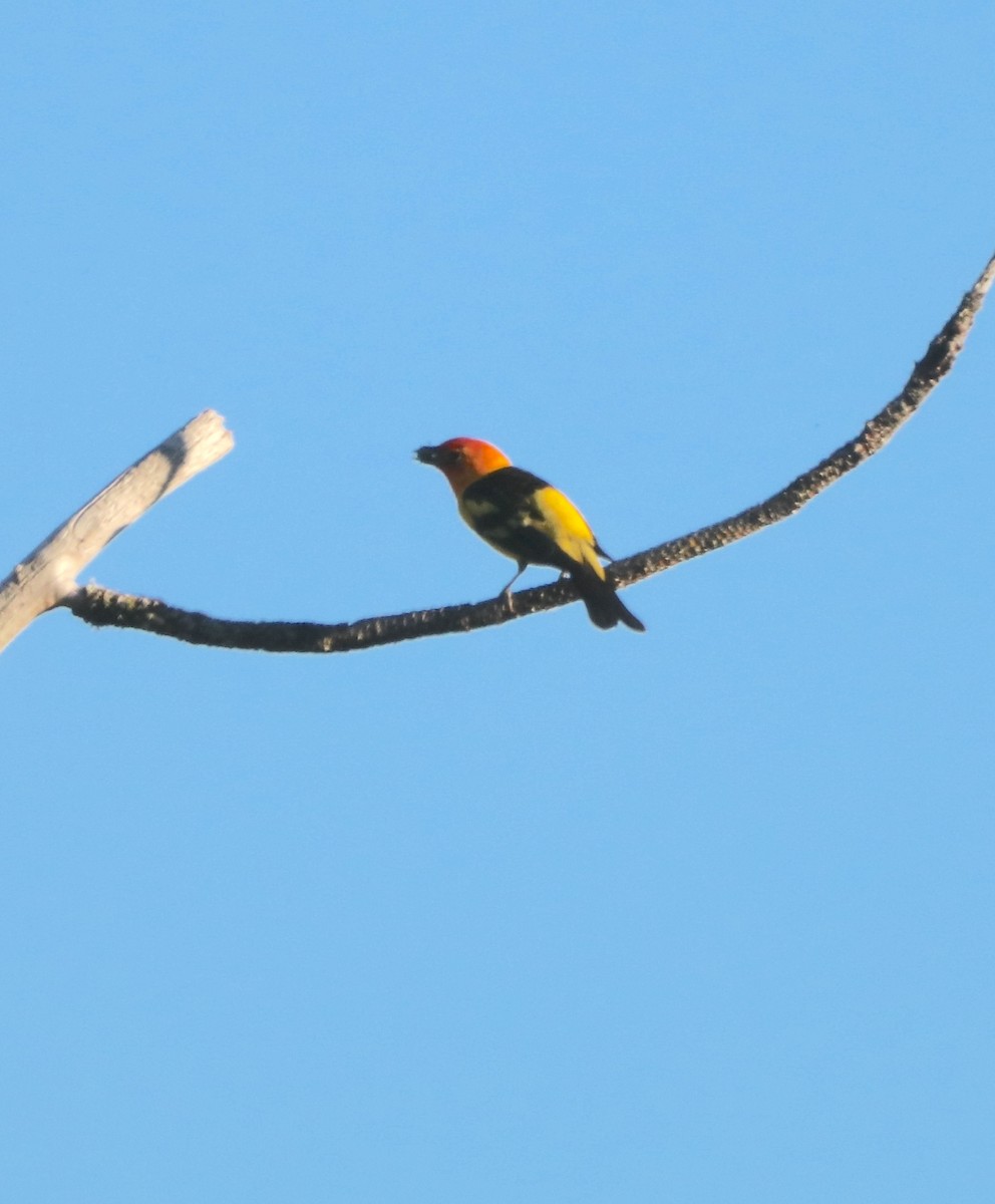 Western Tanager - ML621014824