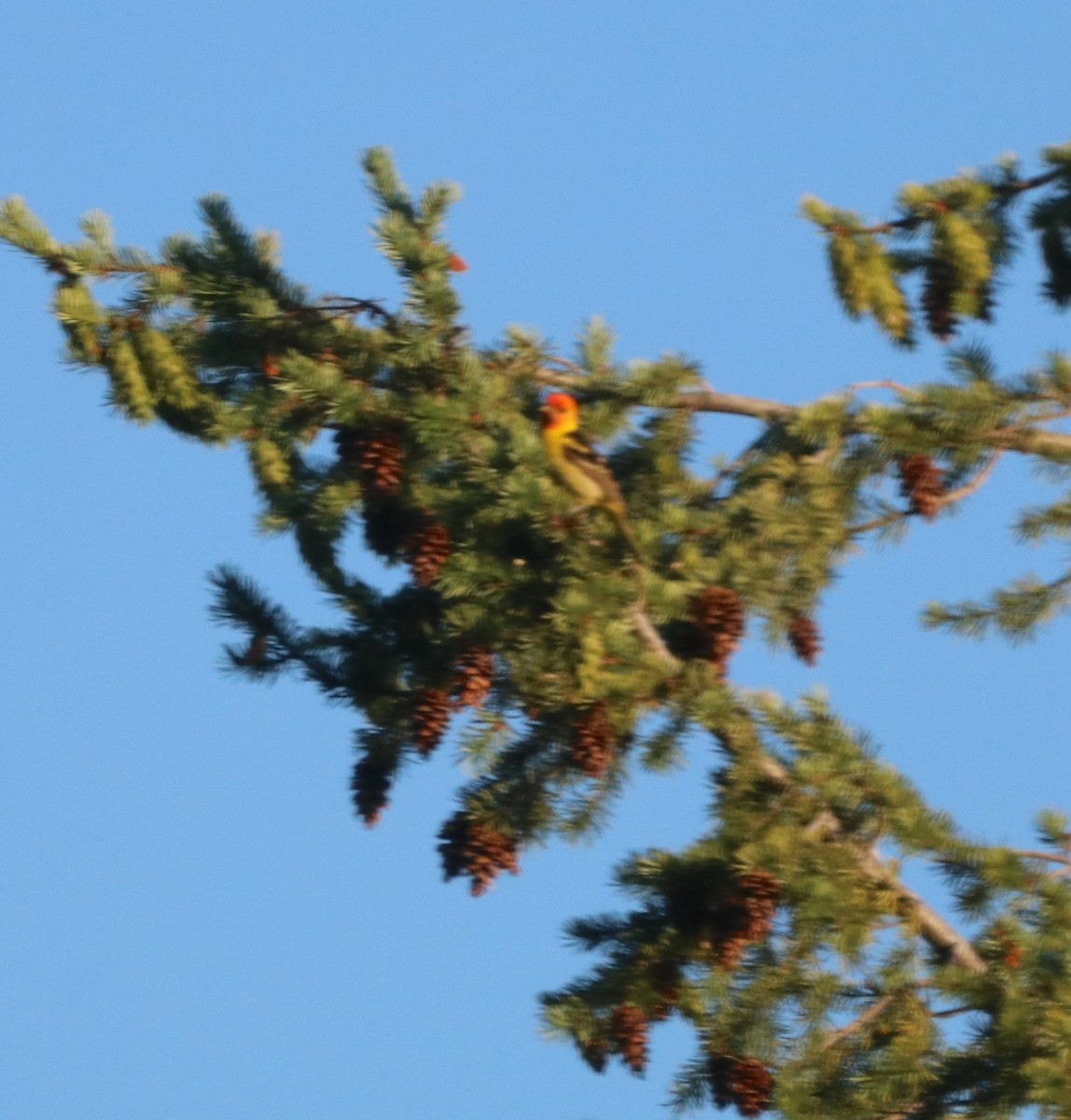 Western Tanager - ML621014825