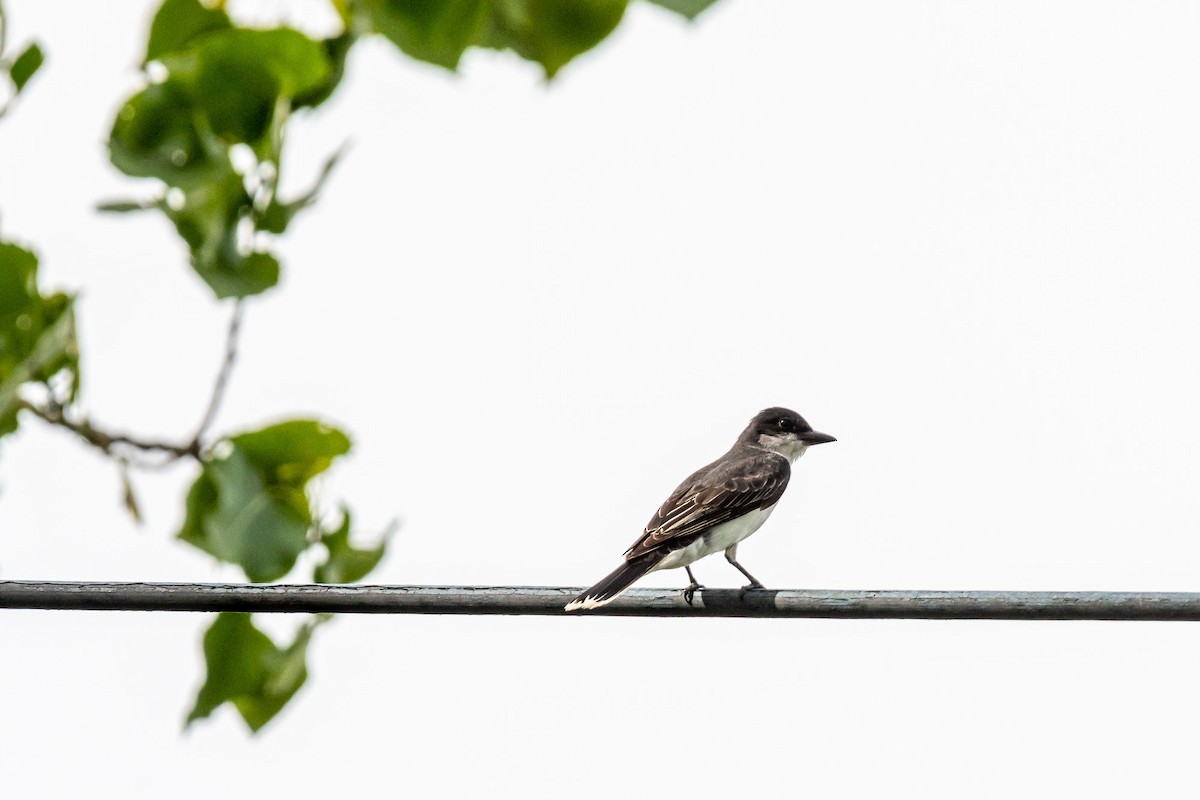 Eastern Kingbird - ML621014892