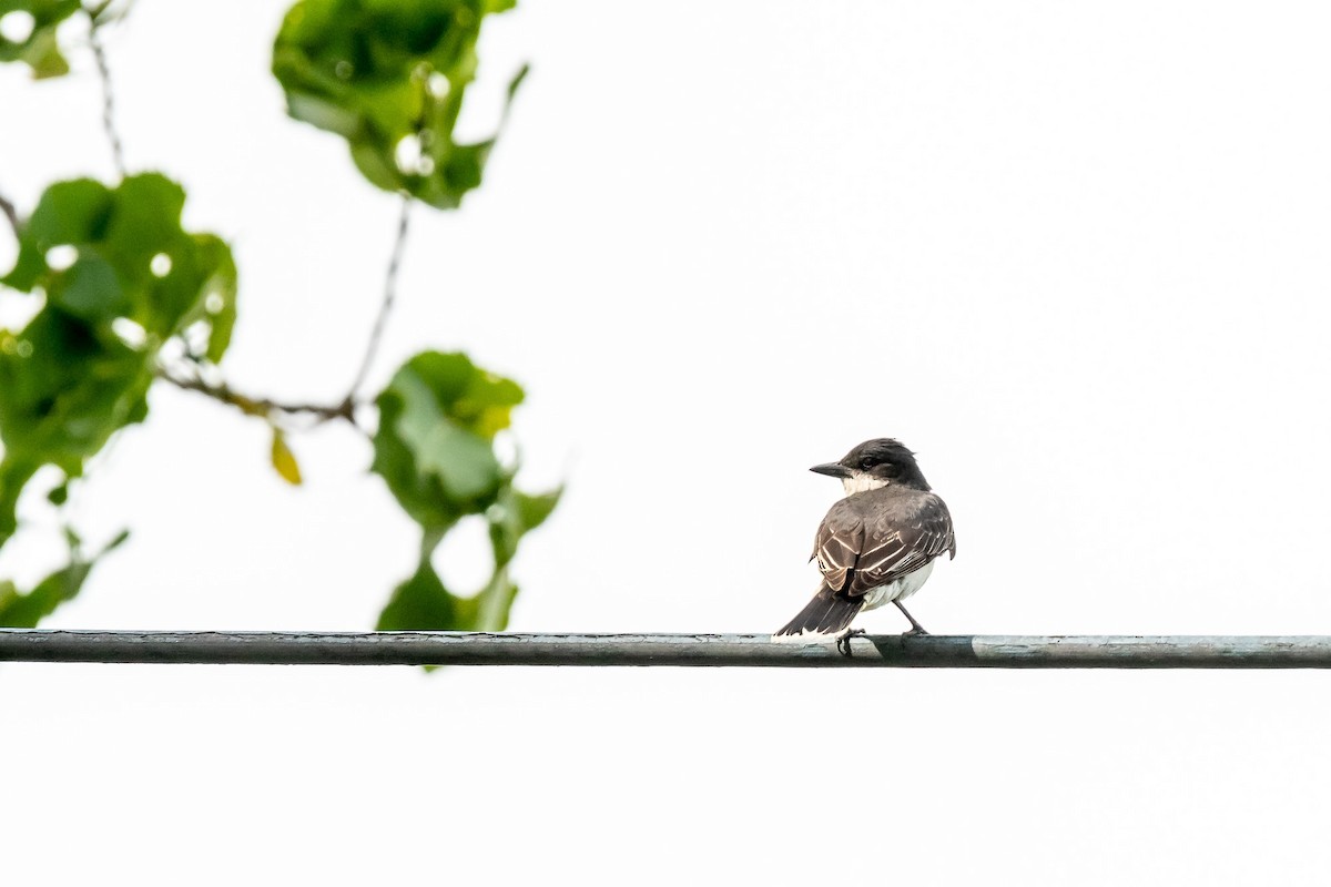 Eastern Kingbird - ML621014893