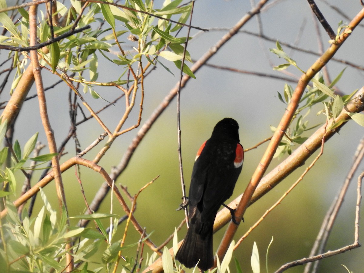 Red-winged Blackbird - ML621014923