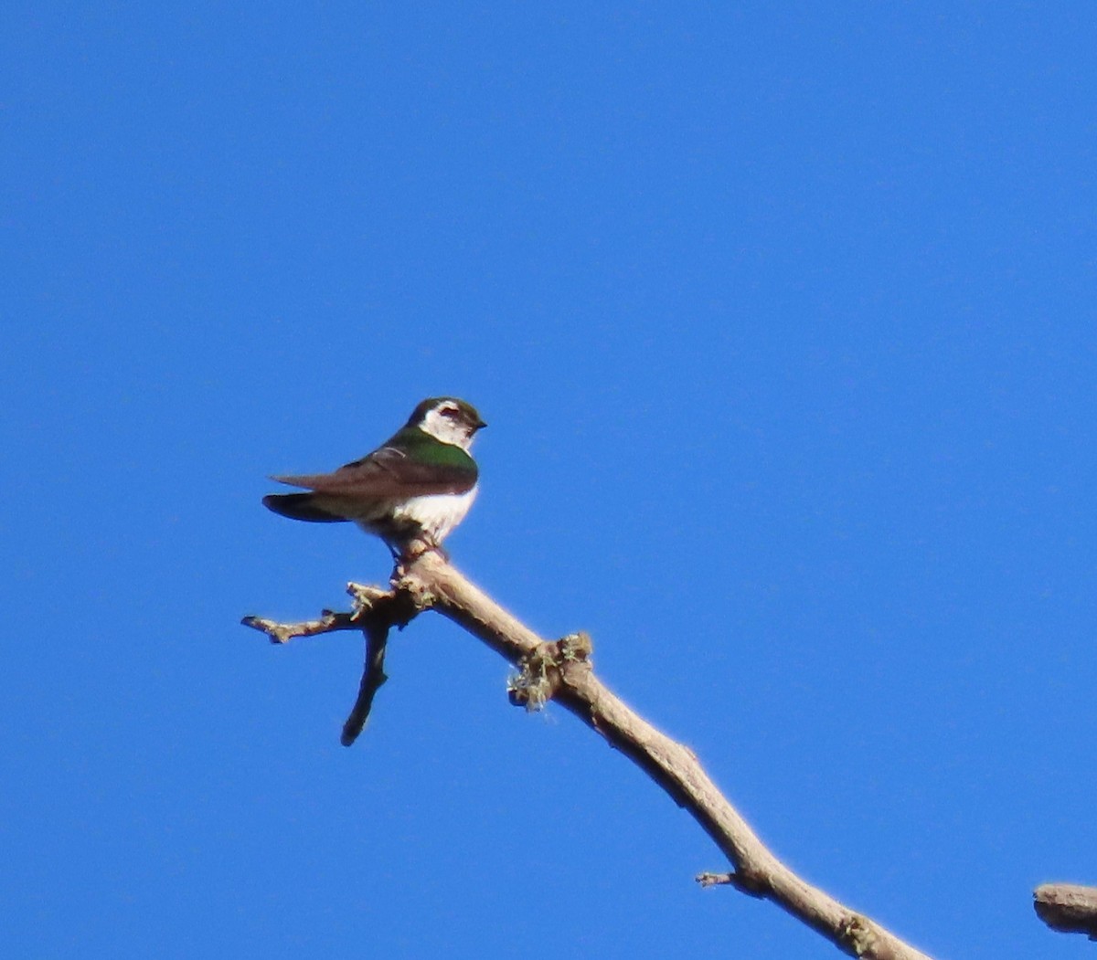 Violet-green Swallow - ML621014945