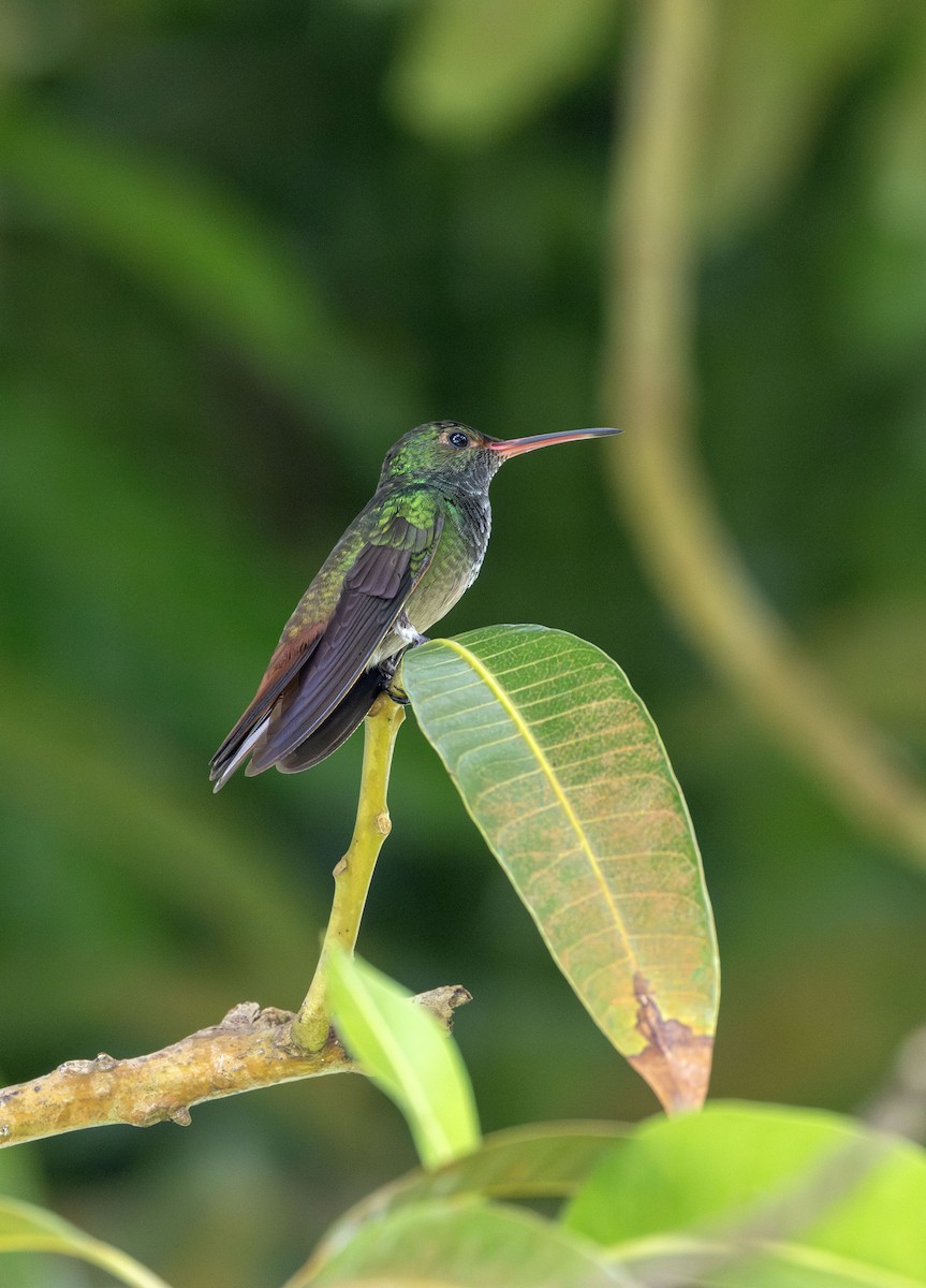 Rufous-tailed Hummingbird - ML621014947