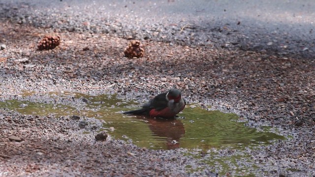 Lewis's Woodpecker - ML621014975