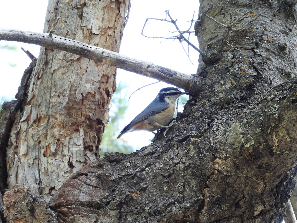 Red-breasted Nuthatch - Tonie Hansen