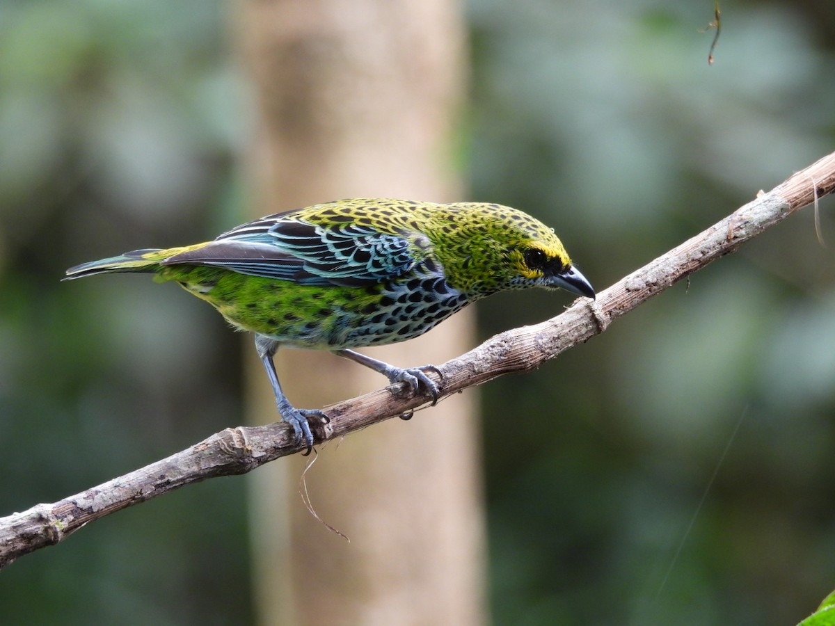 Speckled Tanager - Paul Ode