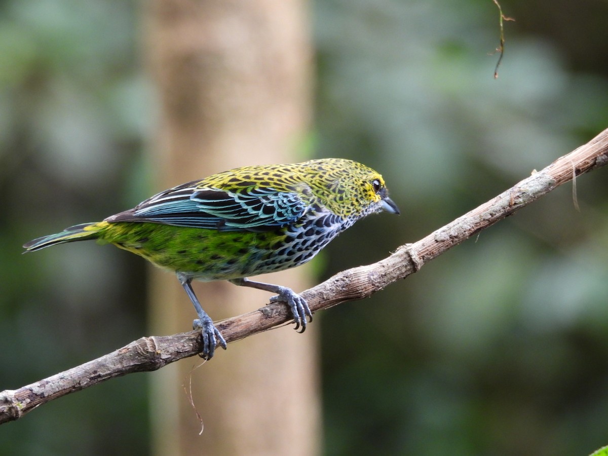 Speckled Tanager - ML621015049