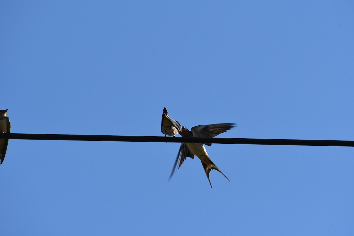 Barn Swallow - ML621015057